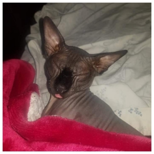 Sphynx Mix