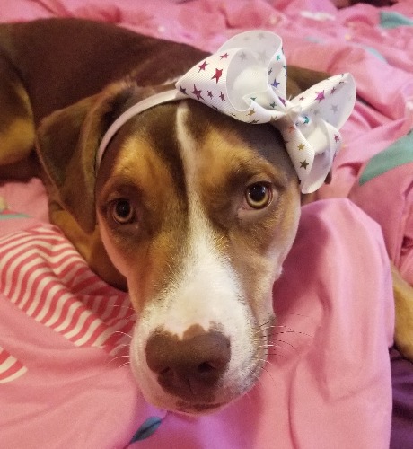 American Staffordshire Terrier Mix