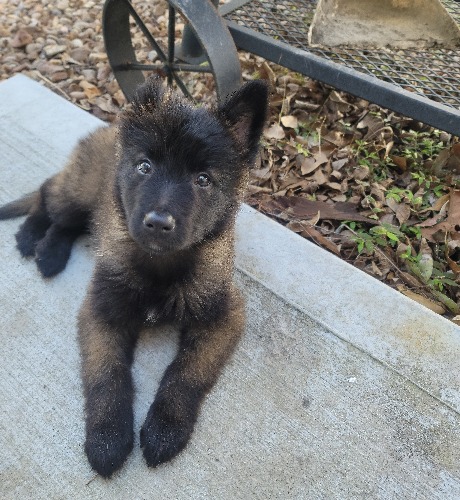 Achilles