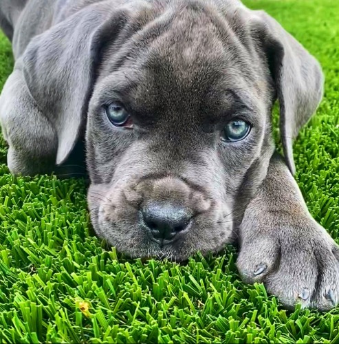 Cane Corso