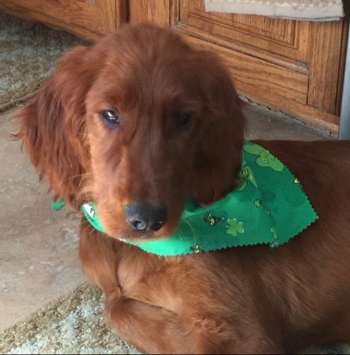 Irish Setter
