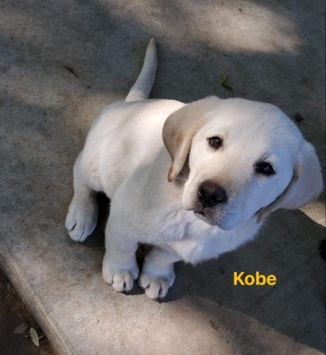 Kobe big puppa
