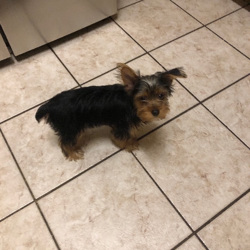 Toy Yorkshire Terrier Mix