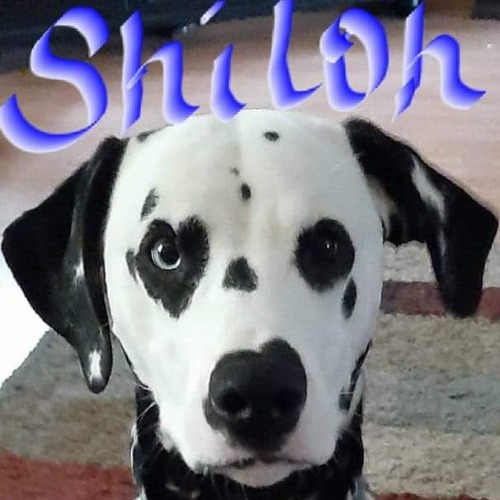 Shiloh