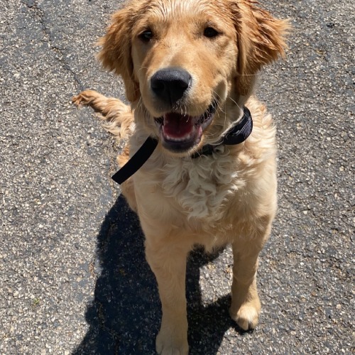 Golden Retriever Mix