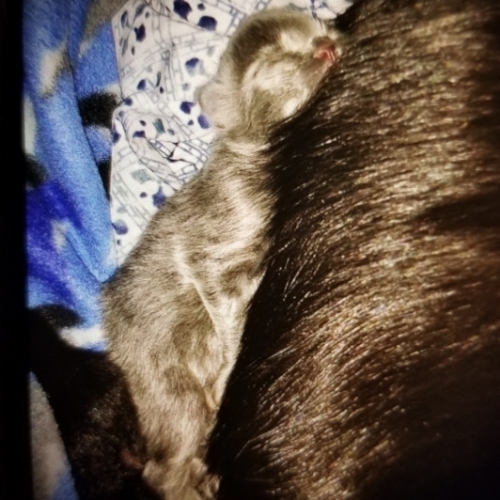 Chevy n Axels new ba