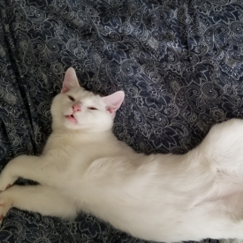 Japanese Bobtail Mix