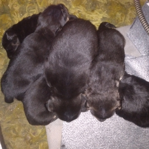 Miniature Pinscher Mix