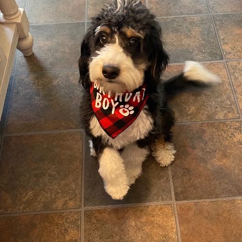 Bernedoodle