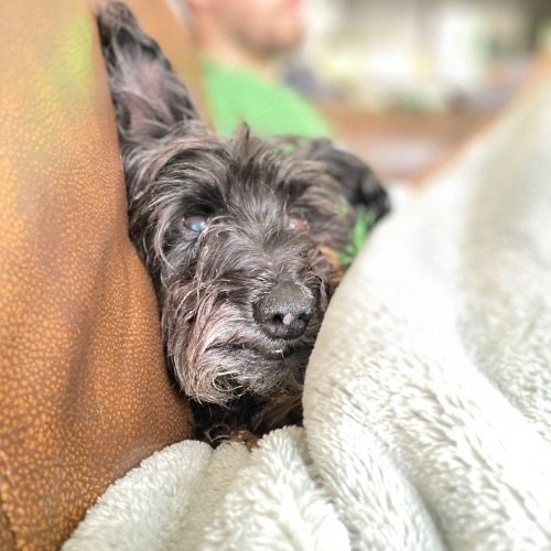 Miniature Schnauzer