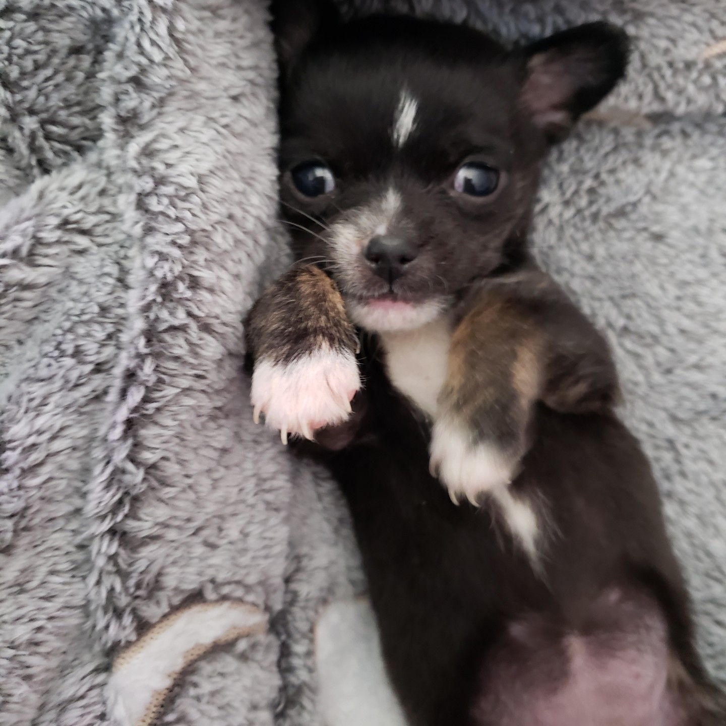 Teacup Chihuahua Dog Breed The Cutest Teacup Chihuahua Photos