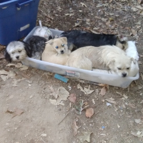 Itty bitty baby puppy