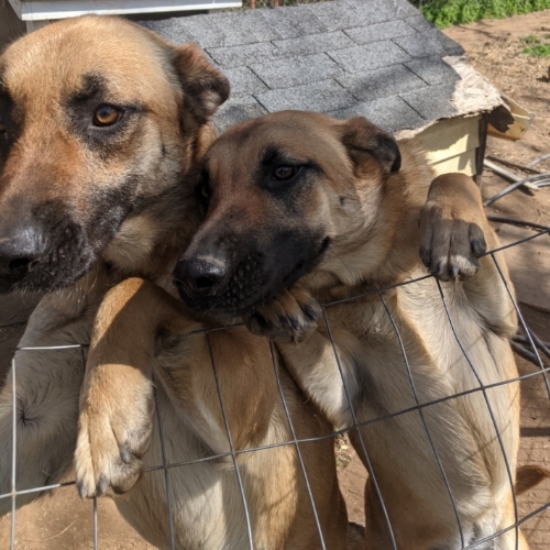 Big Girl and Lil Bit