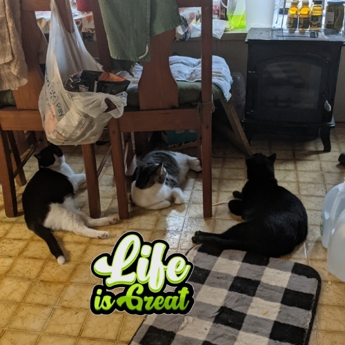 Cotton Tail BB Possum