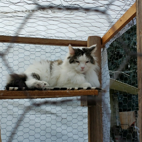 Domestic Long Hair Mix