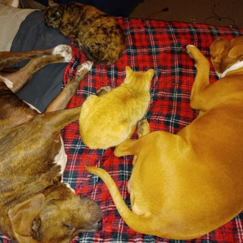 Jaxson and Nikko and the cats