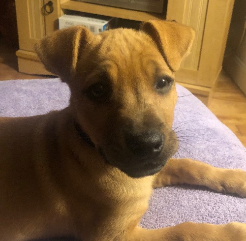 Shar pei hot sale rat terrier mix