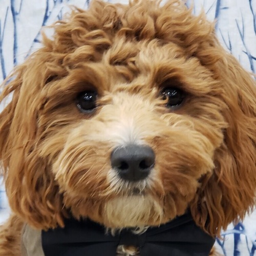 Cavapoo