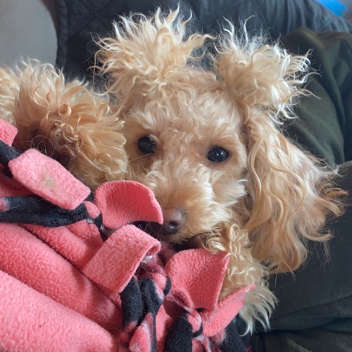 Toy Poodle