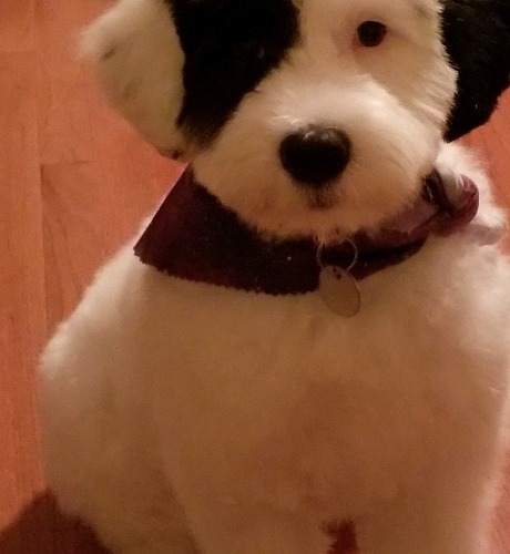 Portuguese Water Dog