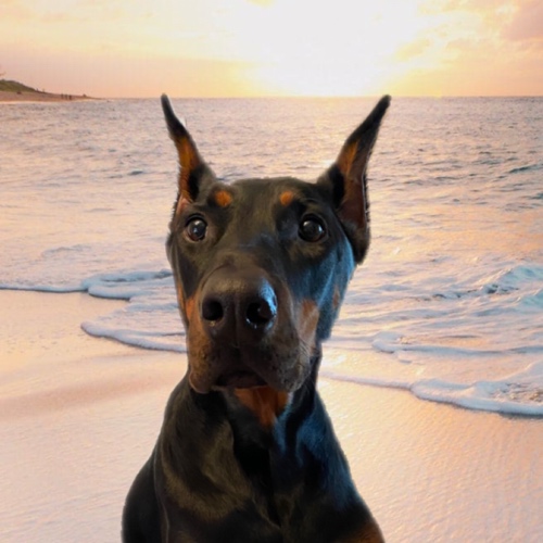 Doberman Pinscher
