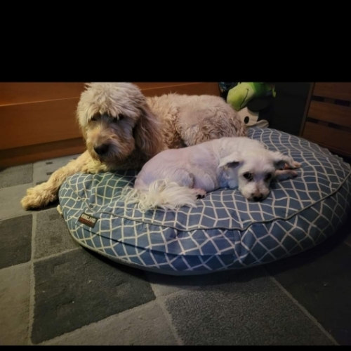 Wirehaired Pointer Griffon