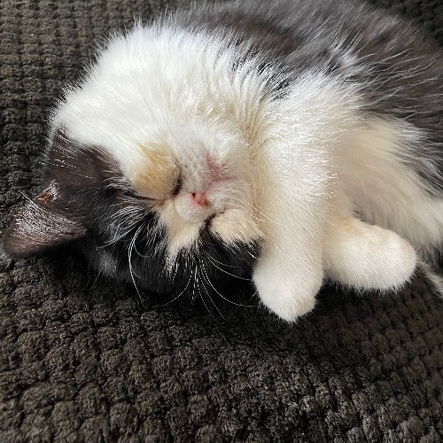 Exotic Shorthair Mix
