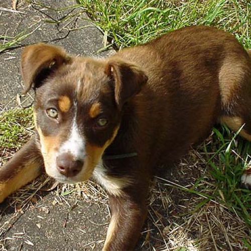 Australian shepherd best sale kelpie mix