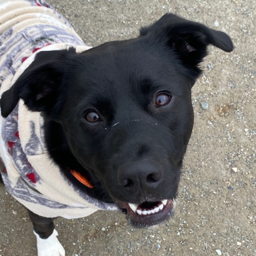 Catahoula Leopard Dog Mix