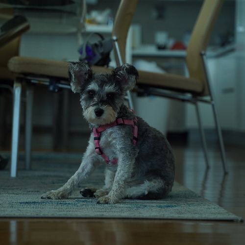 Pelusa Cuchara Lopez