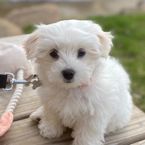 Coton De Tulear Dog Breed The Cutest Coton De Tulear Photos