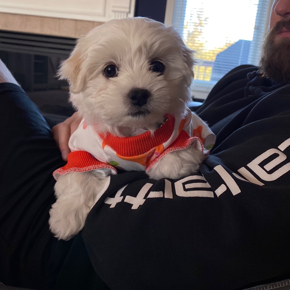 Coton De Tulear Dog Breed The Cutest Coton De Tulear Photos