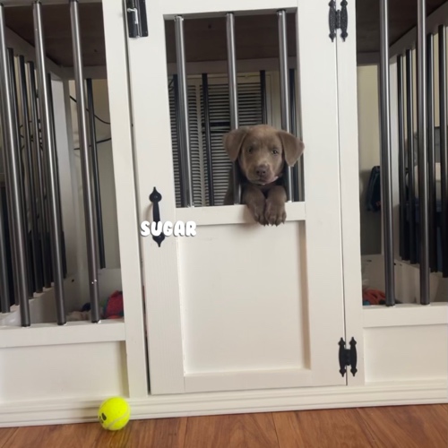 Silver Labrador Retriever