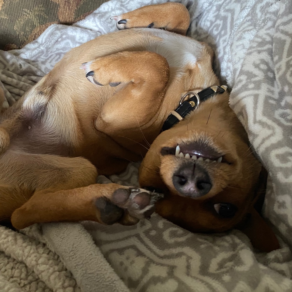 Chipin Dog Breed The Cutest Chipin Photos