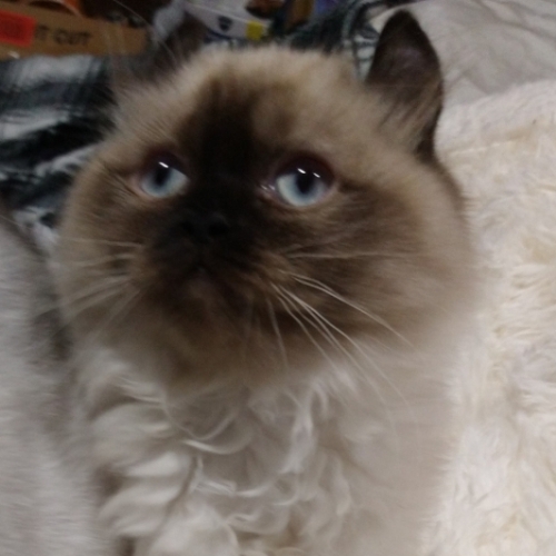 Cotton Candy Coconut