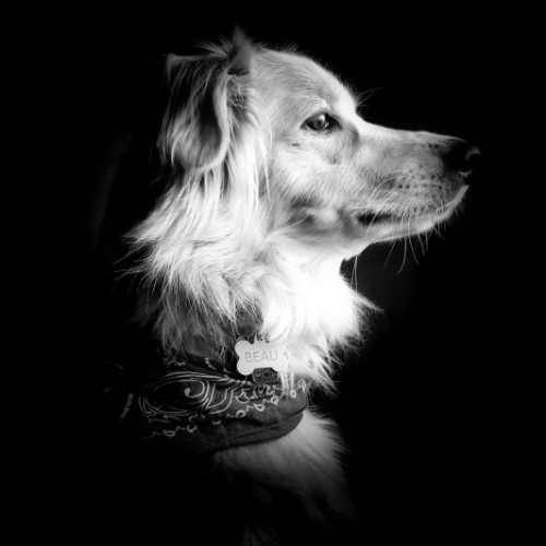 Old English Sheepdog