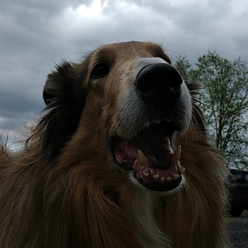 Rough Collie