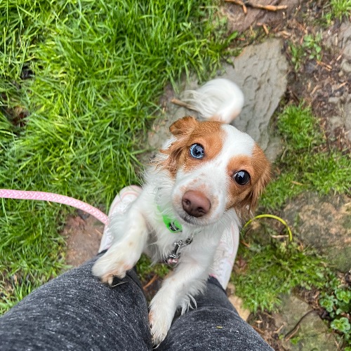 Long Haired Dachshund