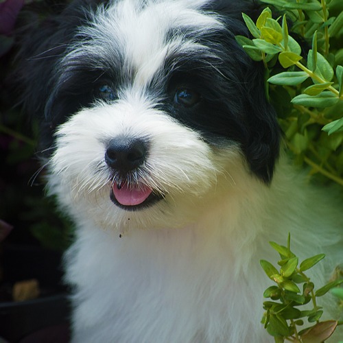 bestå Fremragende Stræbe Lhasa Apso Mix Dog Breed - The Cutest Lhasa Apso Mix Photos