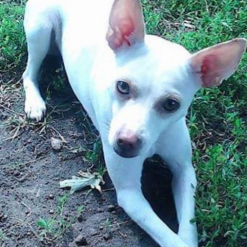 Toy Rat Terrier Mix