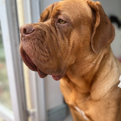 Dogue De Bordeaux