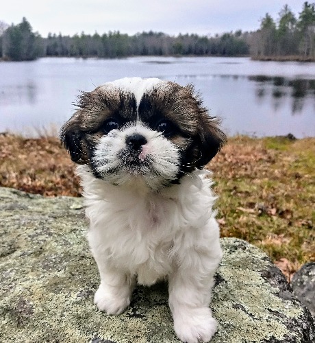 Shih Tzu