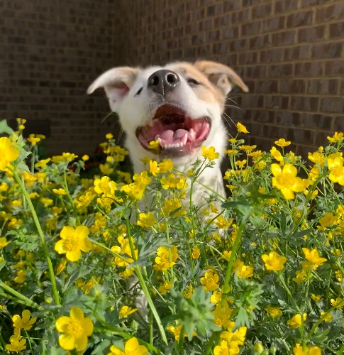 American Staffordshire Terrier