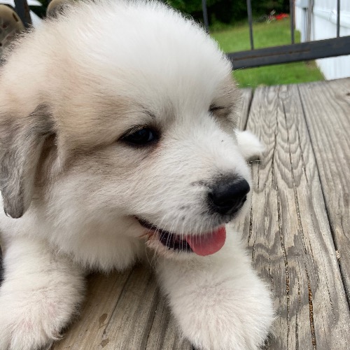 Great pyrenees chow chow hot sale mix