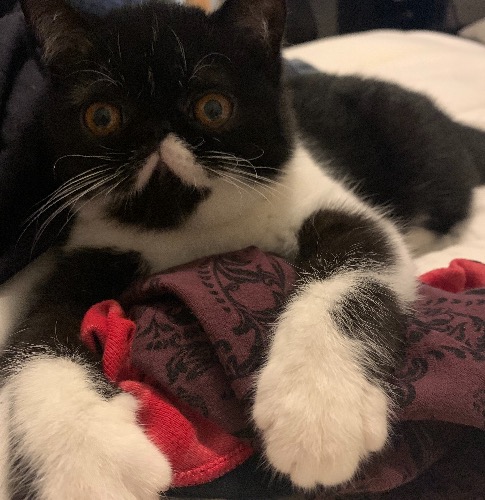 Exotic Shorthair Mix