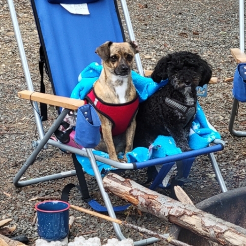 Miniature Poodle Mix