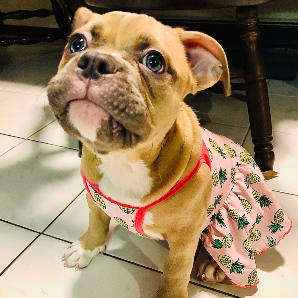 Miniature Pitbull Terrier Dog Breed - The Cutest Miniature Pitbull ...