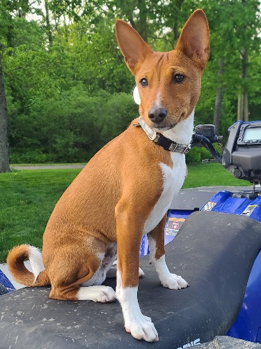 Basenji