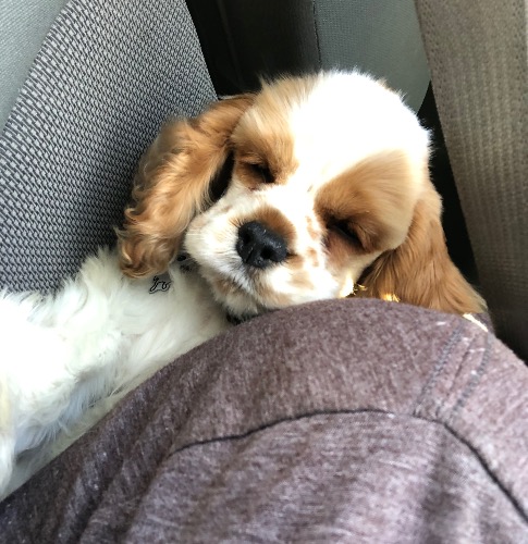 Sheldon Cooper Halcomb