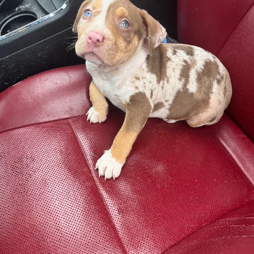 Rich And Diva i got 2 Dogs